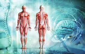 Human Anatomy