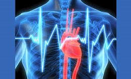 Human Physiology